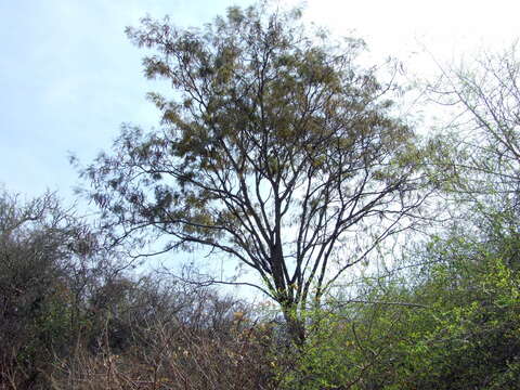 Anadenanthera colubrina var. cebil (Griseb.) Altschul的圖片