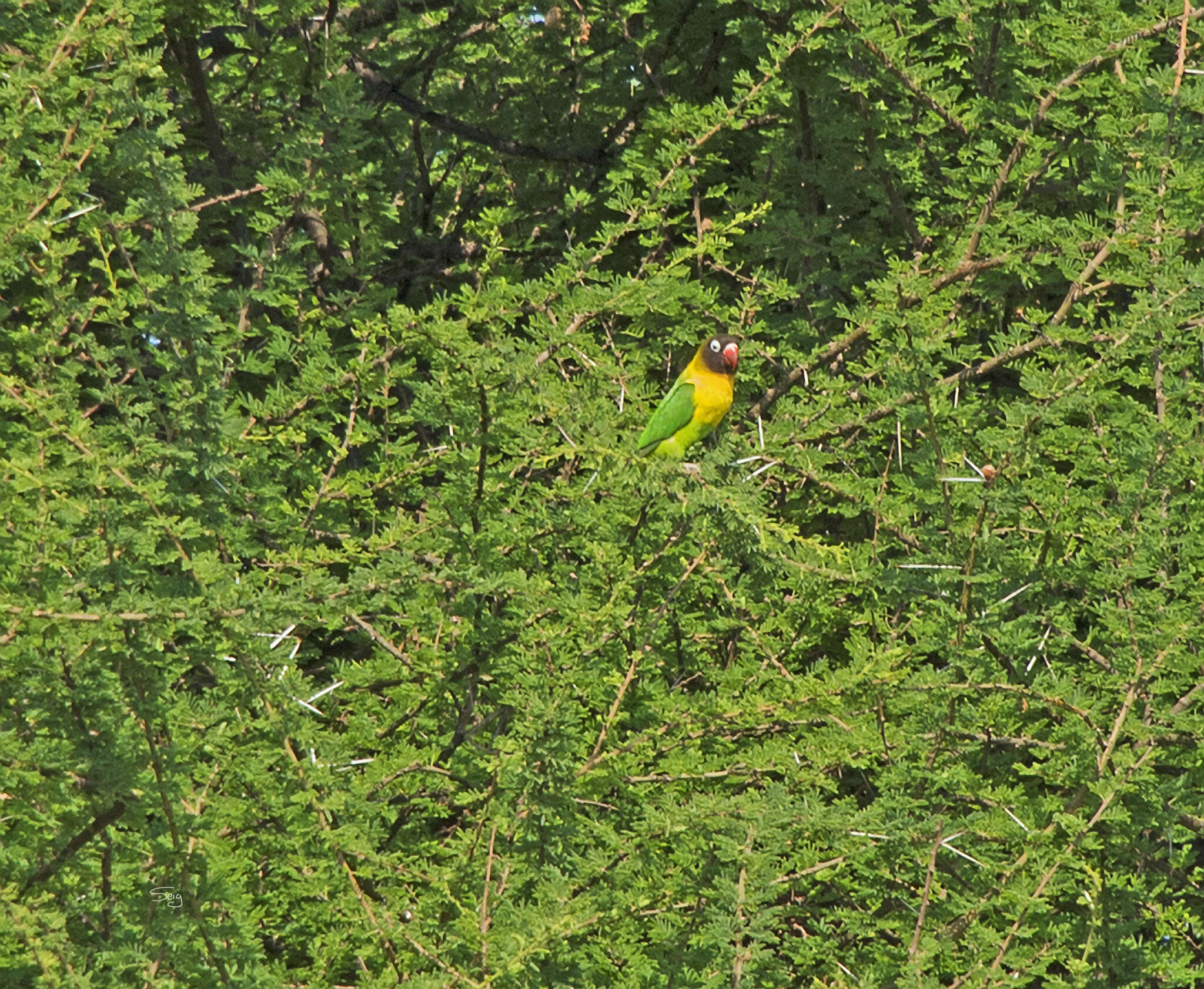 Image of Yellow-collared Lovebird