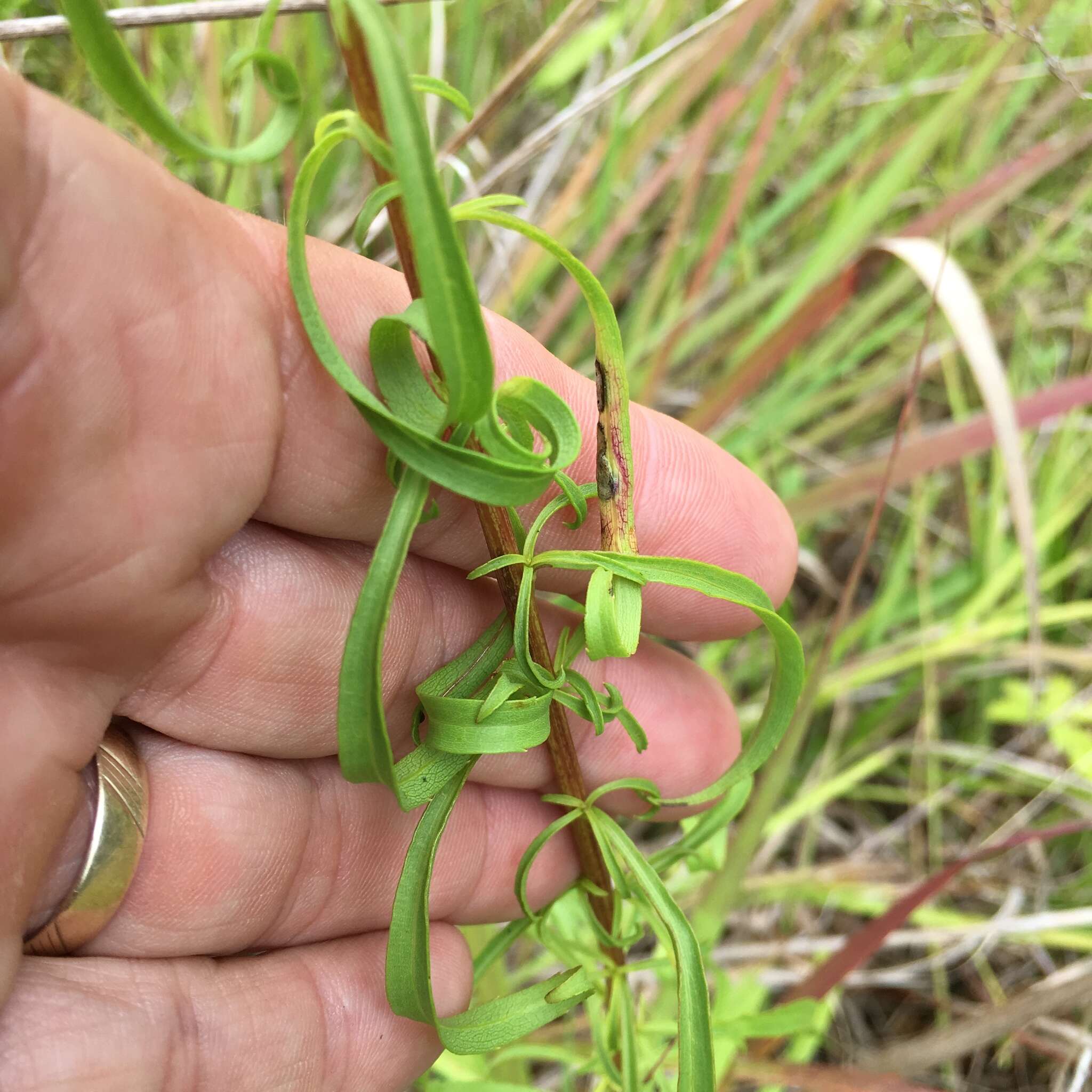 Image of Small's goldenrod