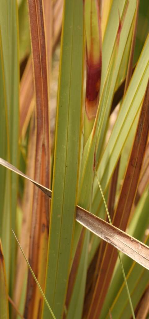 Image of Watsonia lepida N. E. Br.