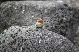 Image of Galapagos Lava Lizard