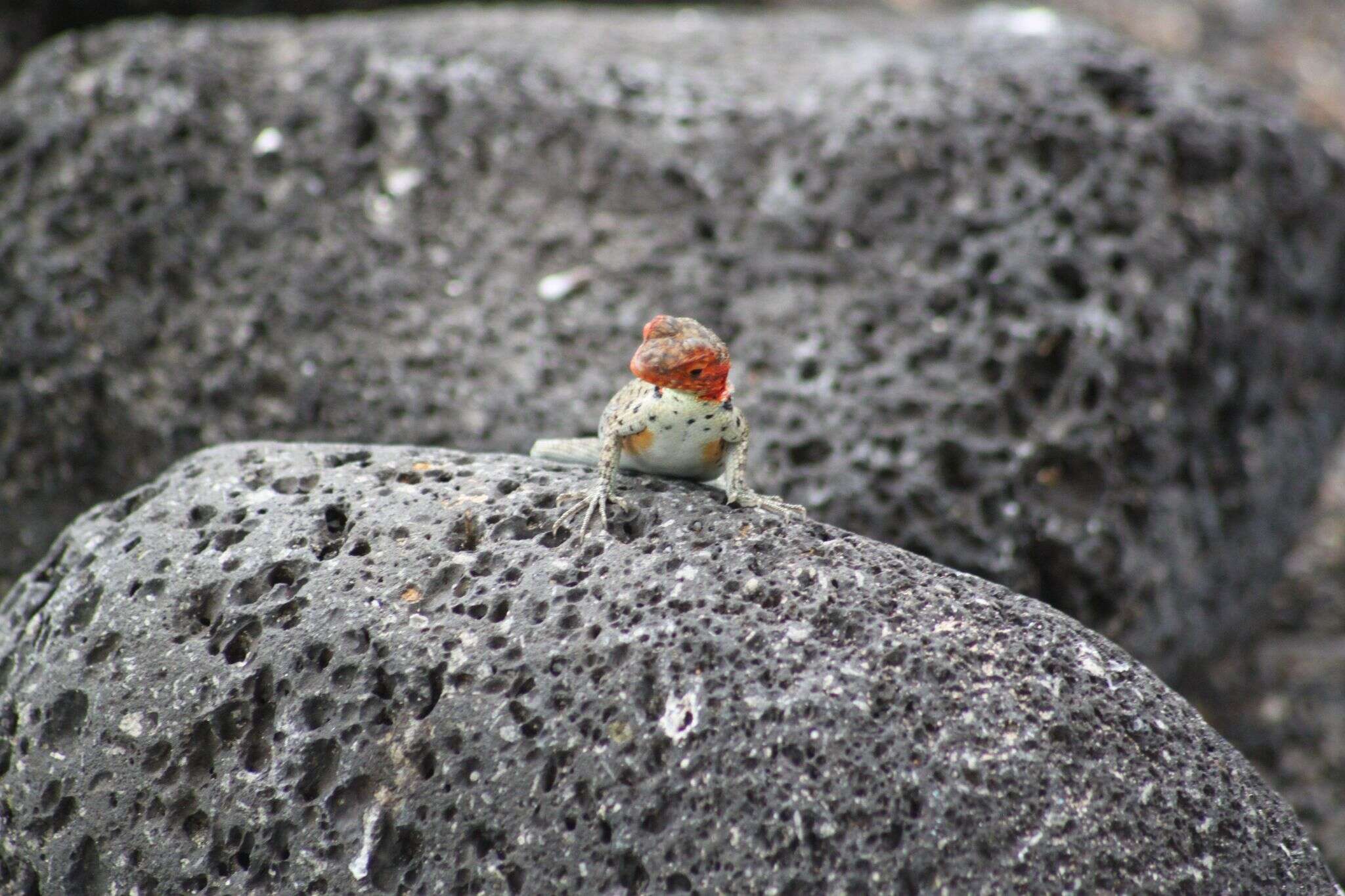 Image of Galapagos Lava Lizard