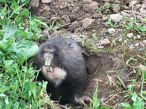 Image of Camas Pocket Gopher