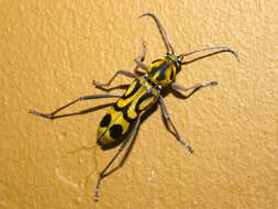 Image of Bamboo longhorn beetle