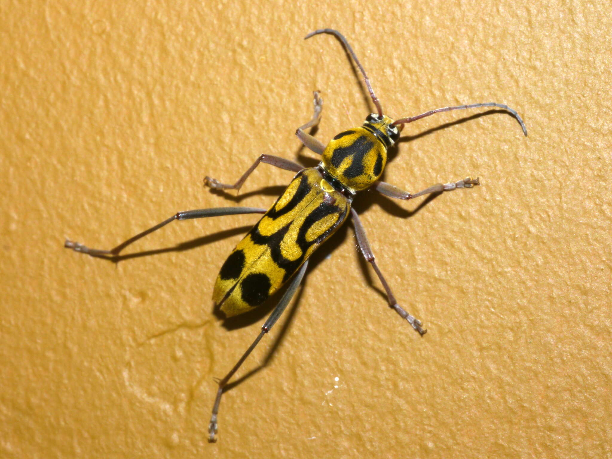 Image of Bamboo longhorn beetle