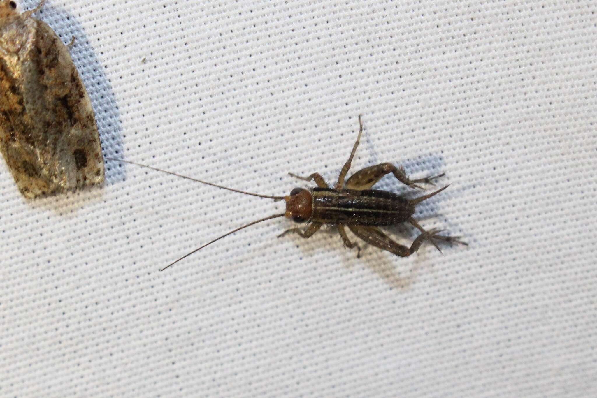 Image of Striped Ground Cricket