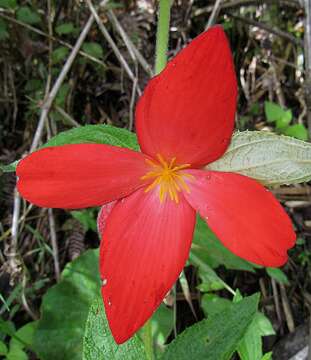 Image of Fröbelbegonia