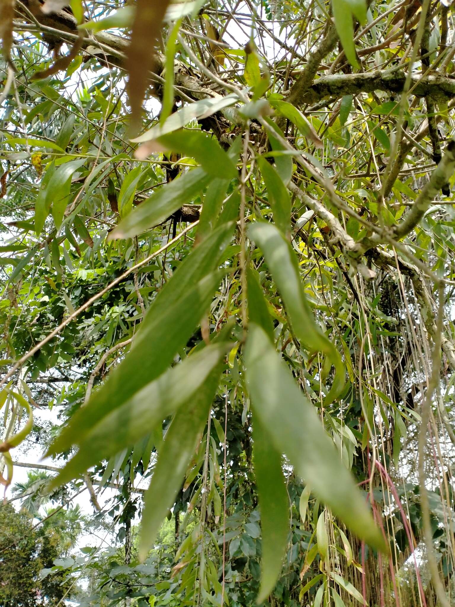 Image de Melaleuca leucadendra (L.) L.