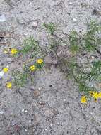 Image of sickleleaf silkgrass