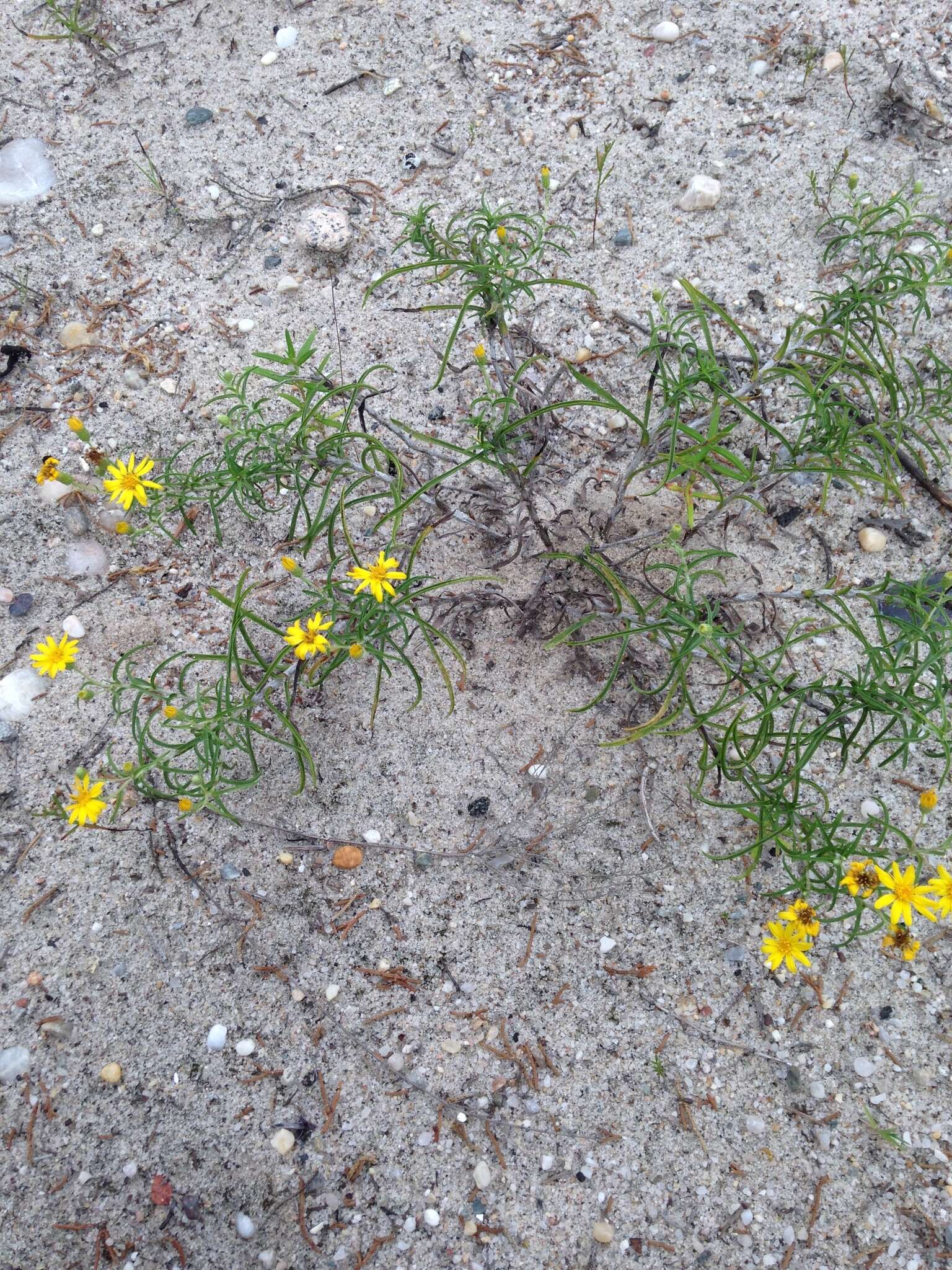 Image of sickleleaf silkgrass