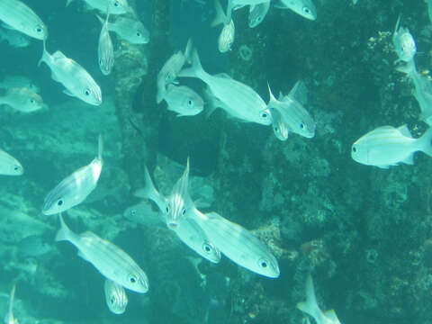 Image of Smallmouth Grunt