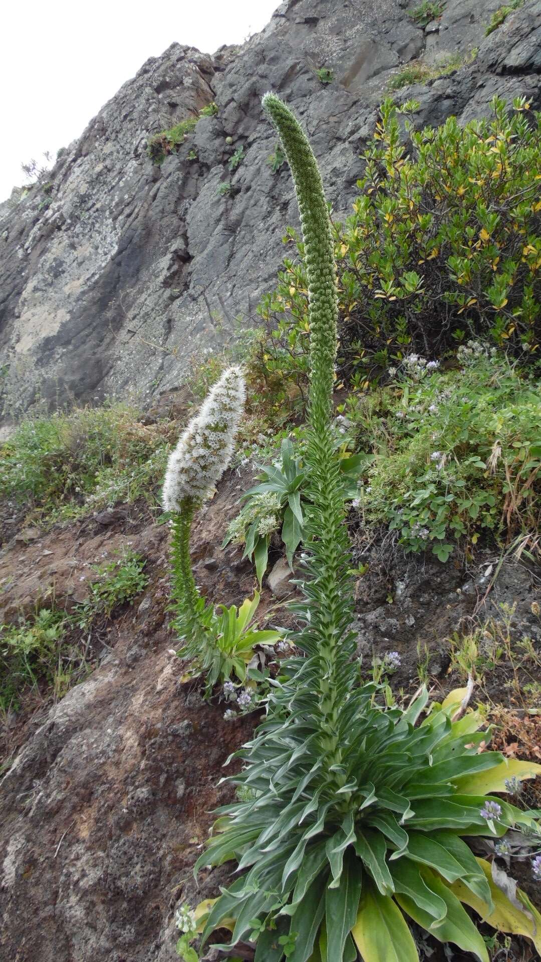 Слика од Echium simplex DC.