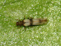 Image of Palm Thrips