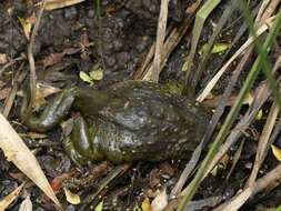 Image of Chilean Toad