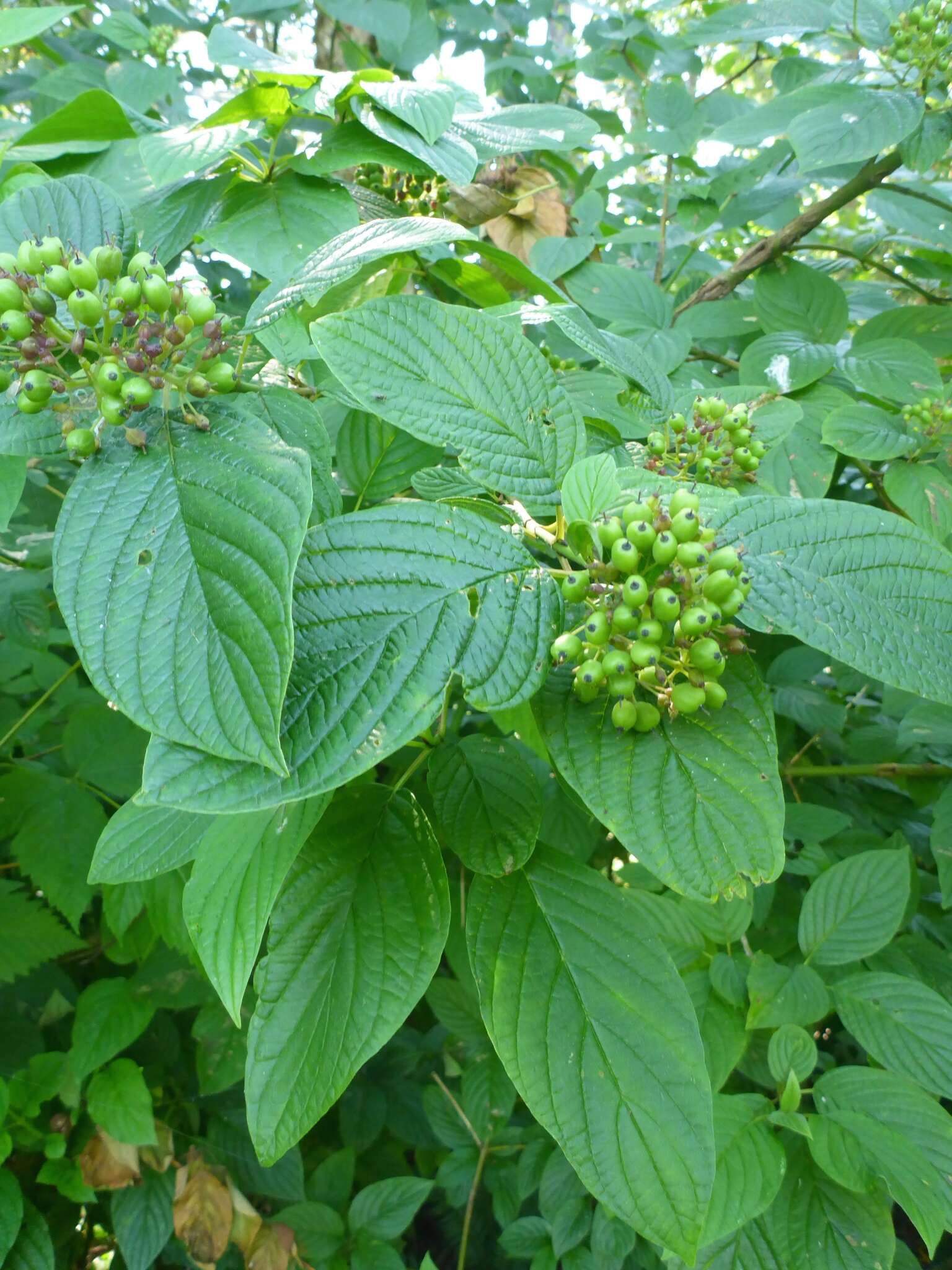 Image of western dogwood