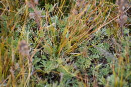 Image of forked wormwood