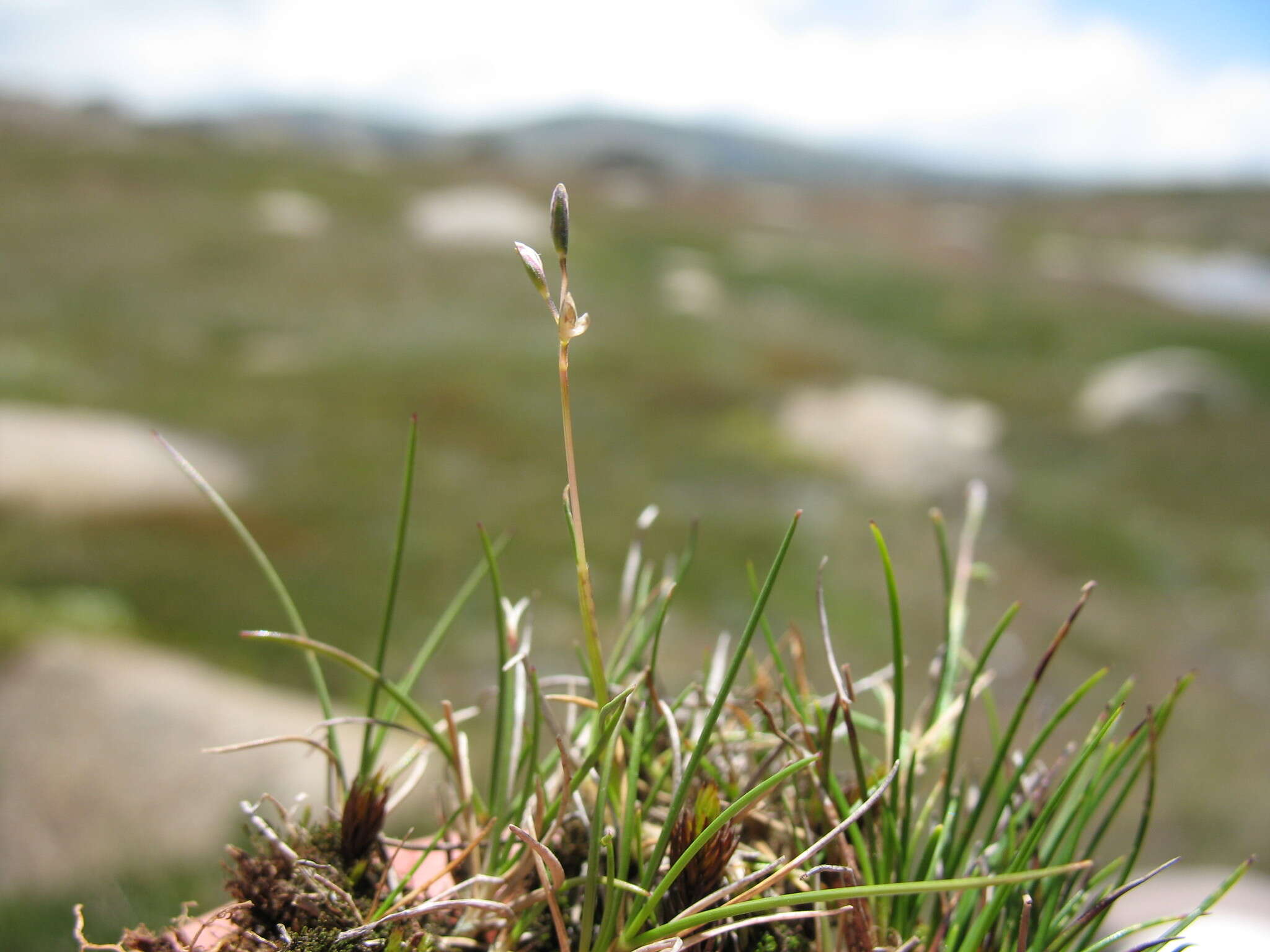 Plancia ëd Rytidosperma australe (Petrie) Connor & Edgar