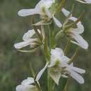 Image of Prasophyllum candidum R. J. Bates & D. L. Jones