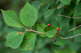 Слика од Prunus maximowiczii Rupr.