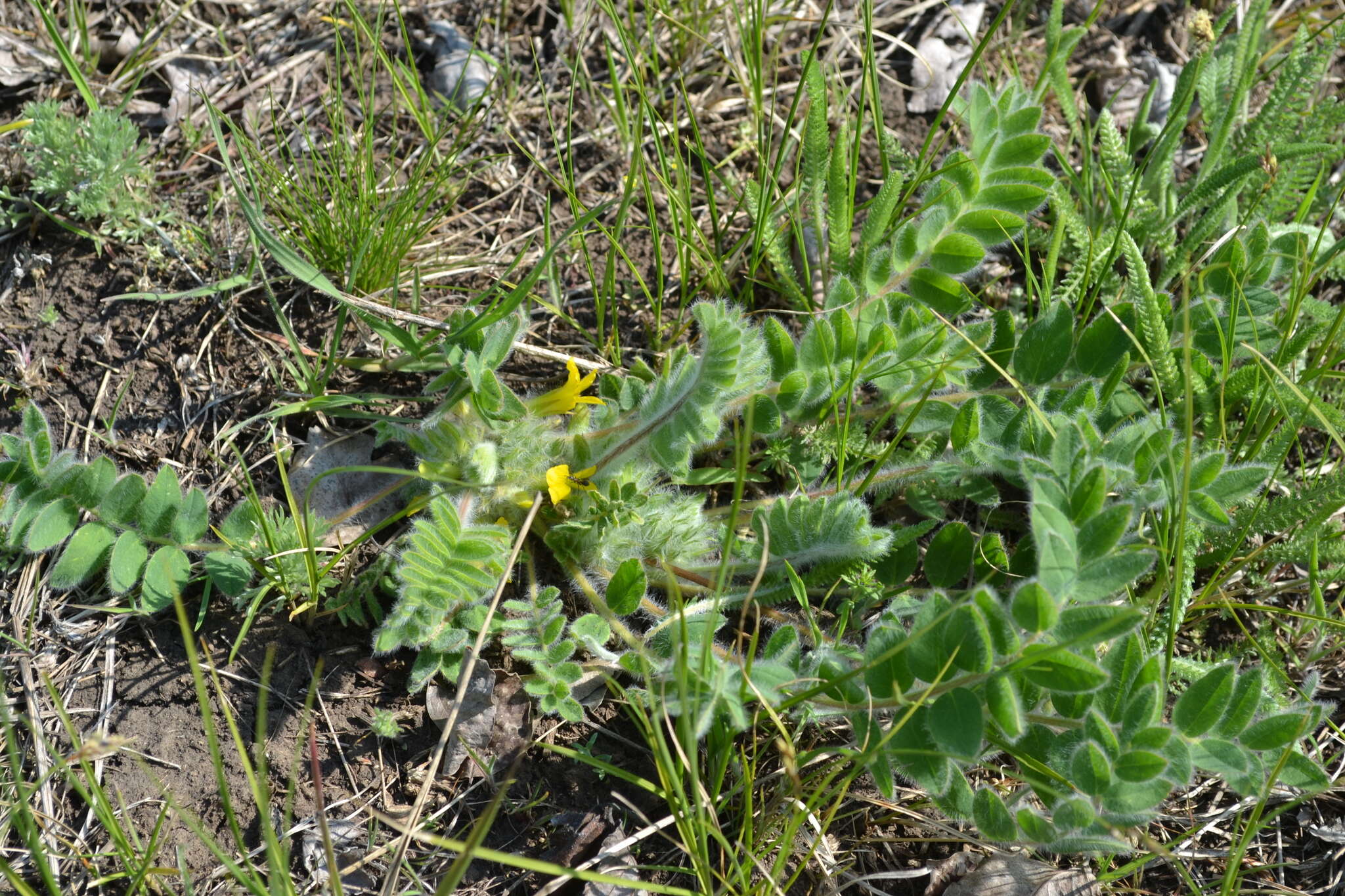 Image de Astragalus exscapus subsp. pubiflorus (DC.) Soó