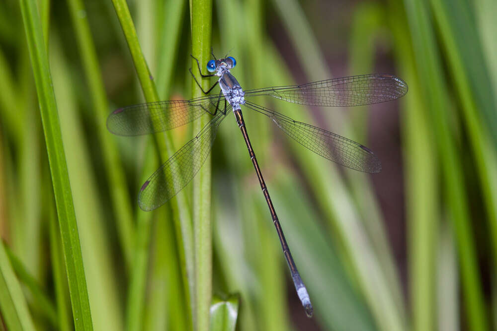 Image of Swamp Spreadwing