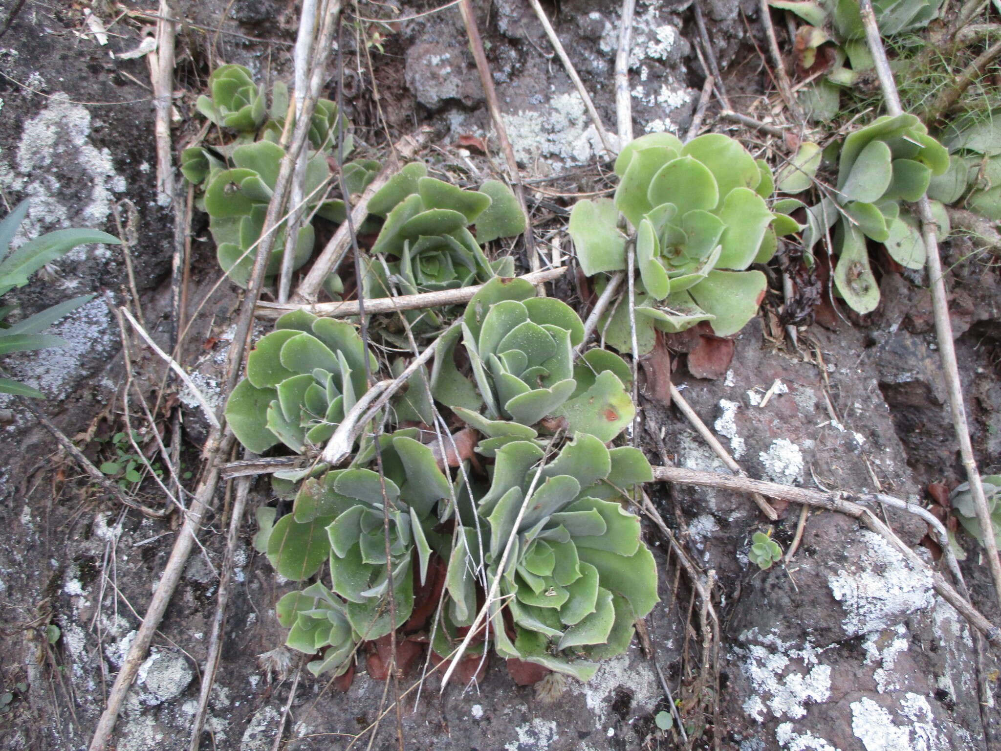 Image of Aeonium canariense subsp. virgineum (Webb) Bañares