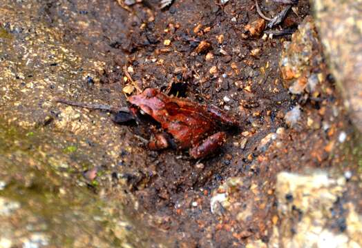 Sivun Arthroleptis francei Loveridge 1953 kuva