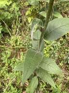 Image de Silphium mohrii Small