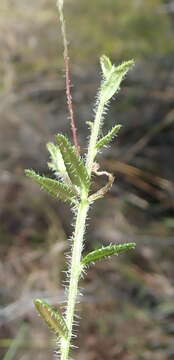 Image de Lobelia neglecta Schult.