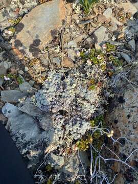 Imagem de Antennaria densifolia Porsild