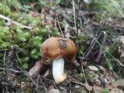 Image of Cortinarius epiphaeus (E. Horak) Peintner & M. M. Moser 2002