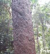 Image of Atherton Kauri Pine