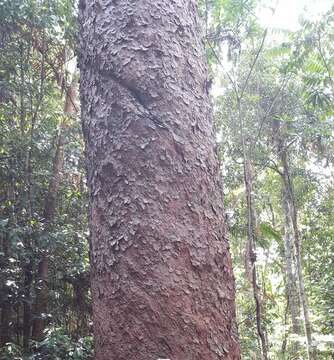 Image of Atherton Kauri Pine