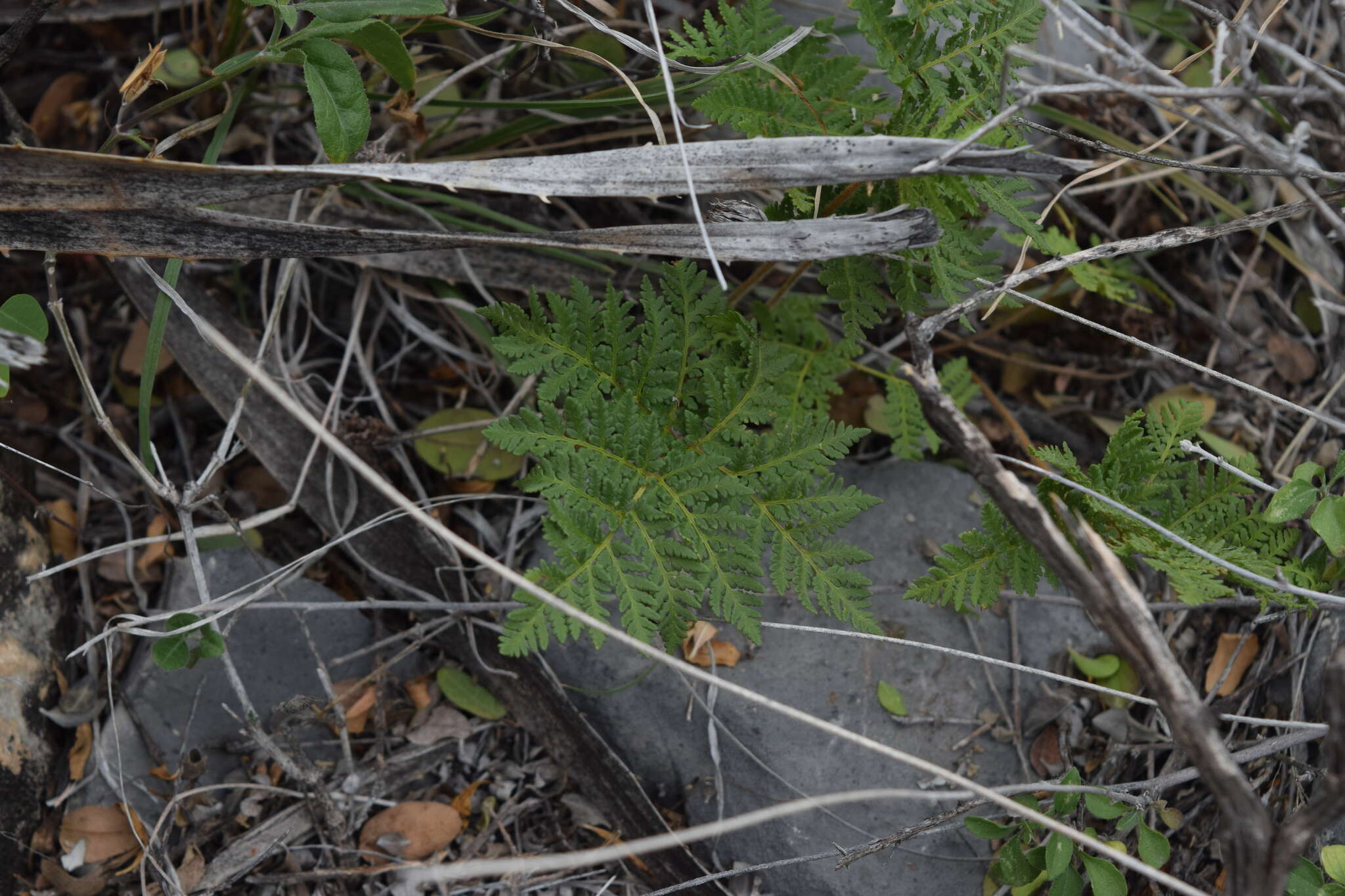 Imagem de Cheilanthes leucopoda Link