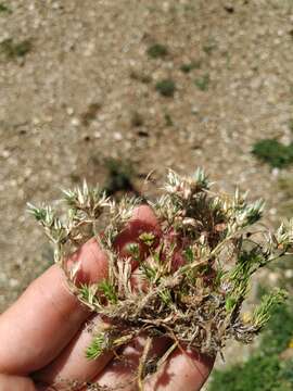 Image of Minuartia glomerata (M. Bieb.) Degen