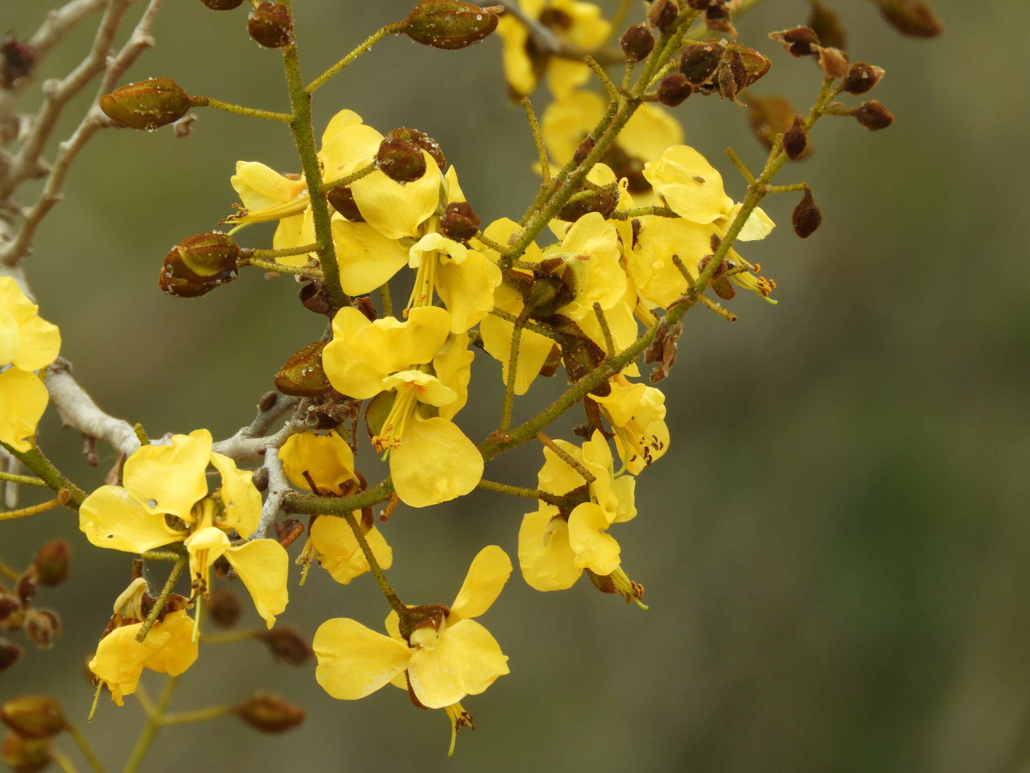 Image of <i>Cenostigma eriostachys</i>