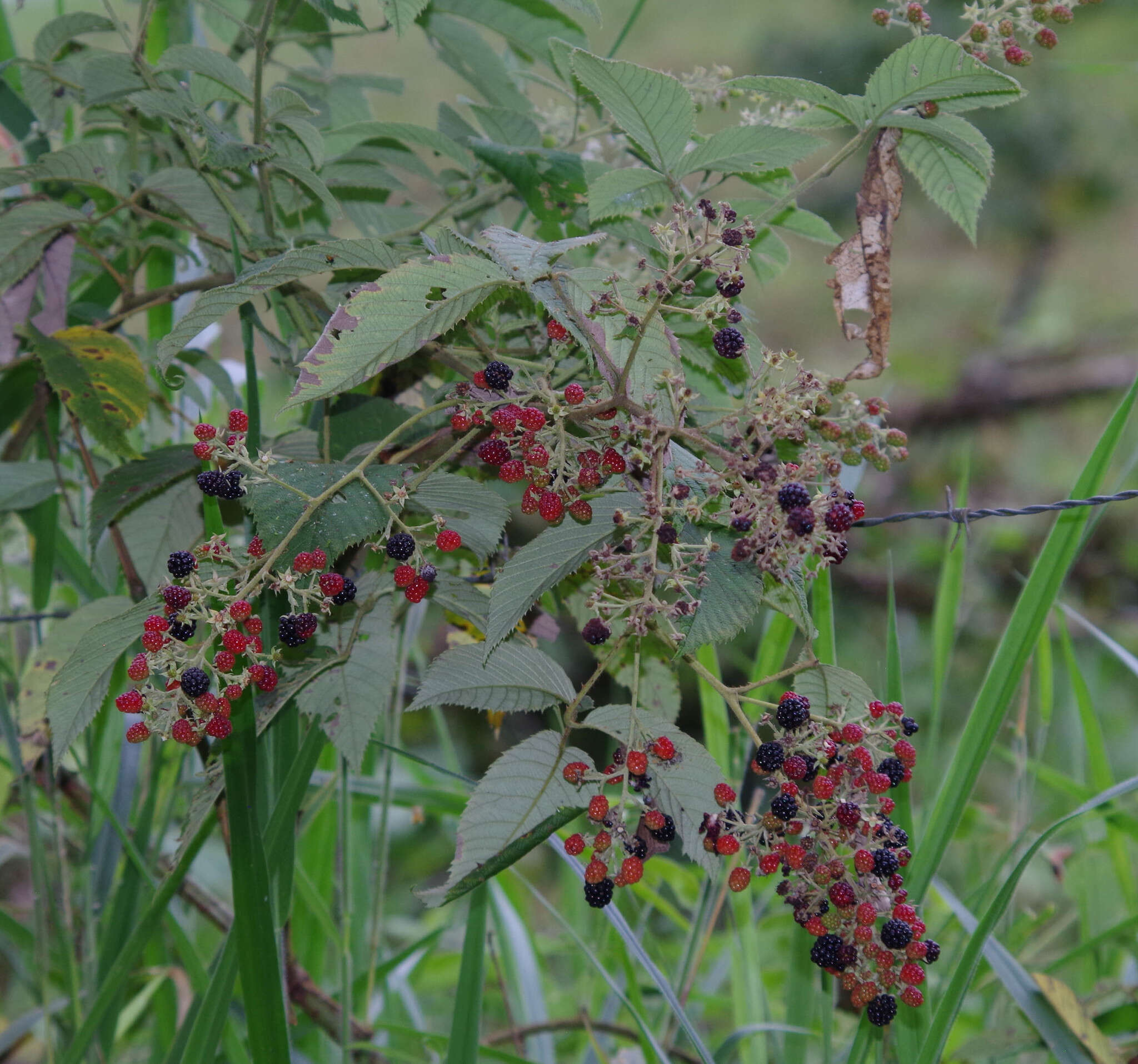 Image de Rubus urticifolius Poir.