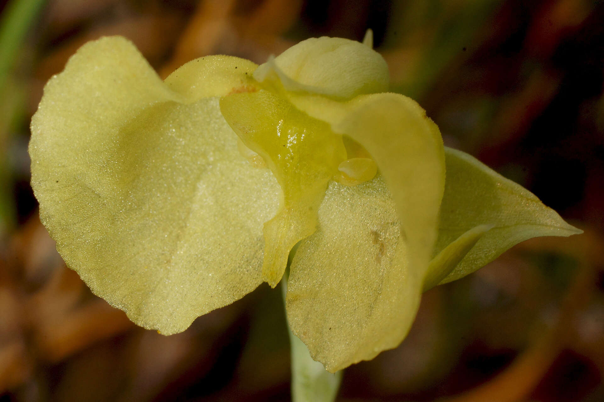 Image de Pterygodium platypetalum Lindl.