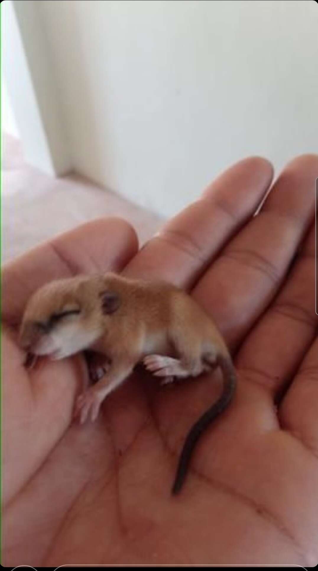 Image of Hatt's Vesper Mouse