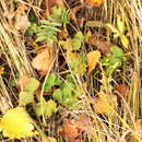 Image of Alchemilla pustynensis Czkalov