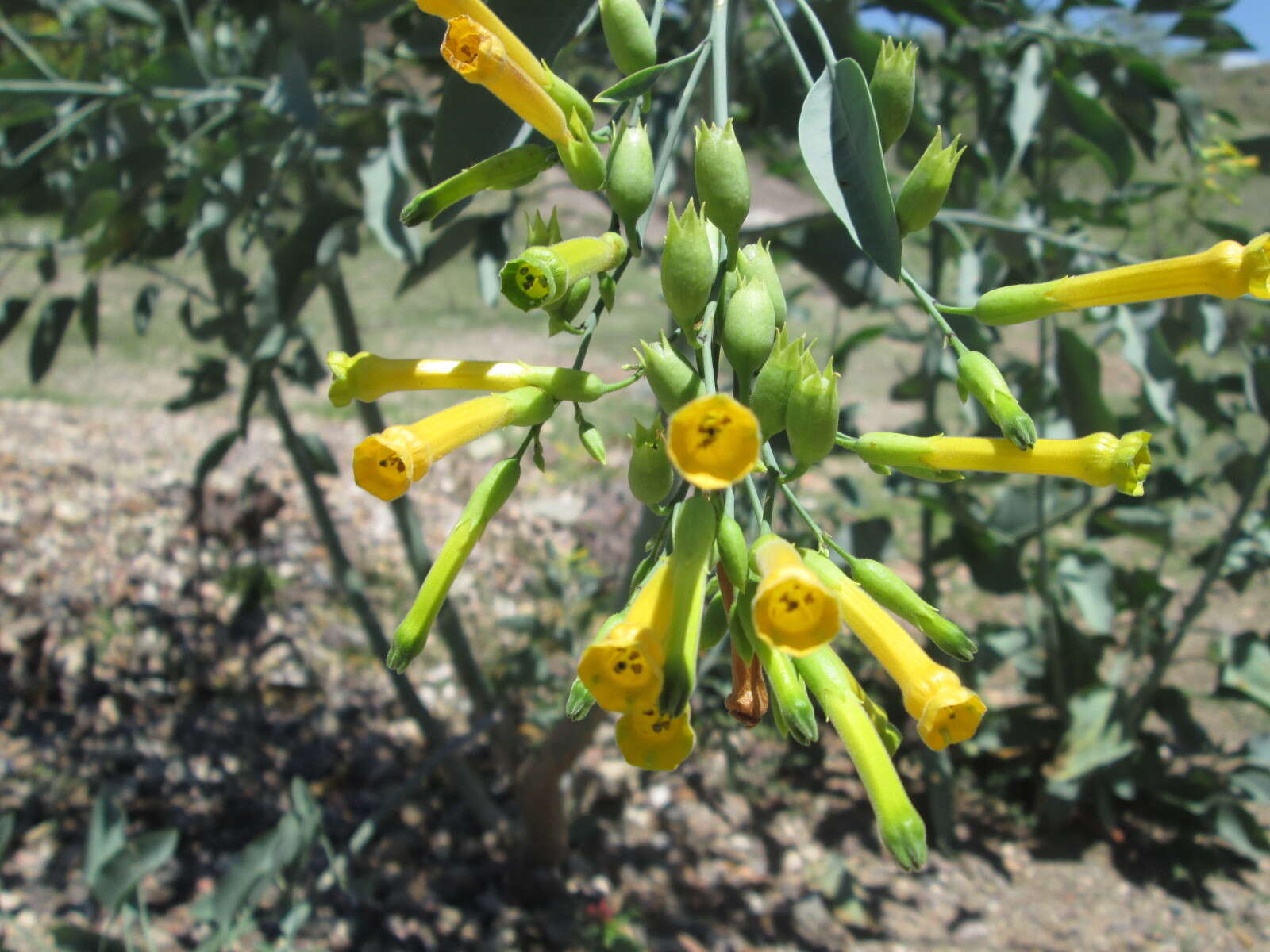 Image of tree tobacco