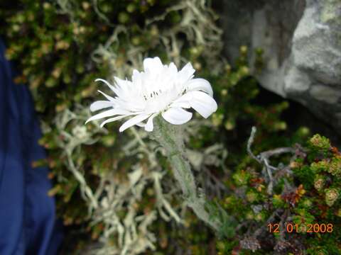 صورة Leucheria suaveolens (d'Urv.) Skottsb.