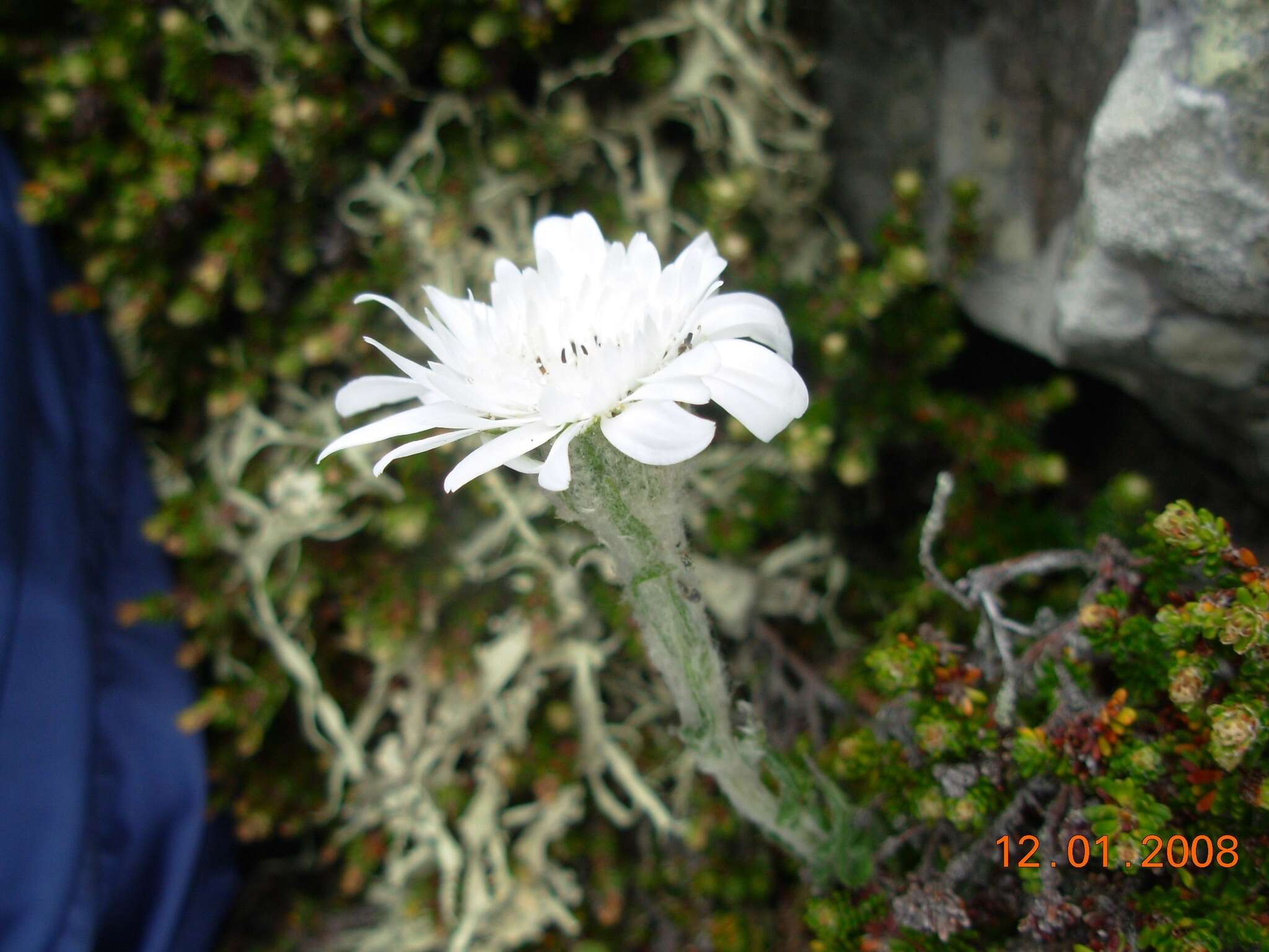 Image de Leucheria suaveolens (d'Urv.) Skottsb.