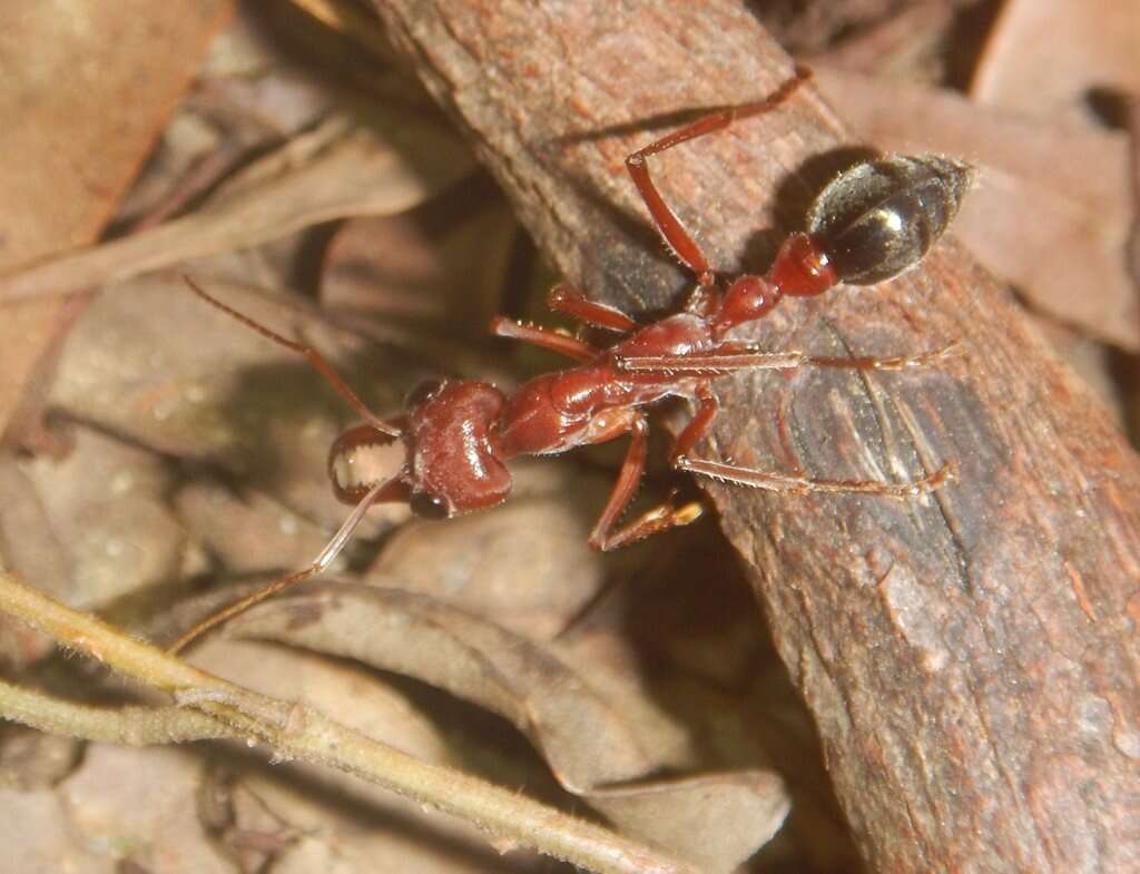 Image of Myrmecia brevinoda Forel 1910