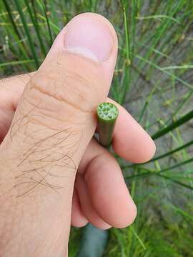 Image of slender bulrush