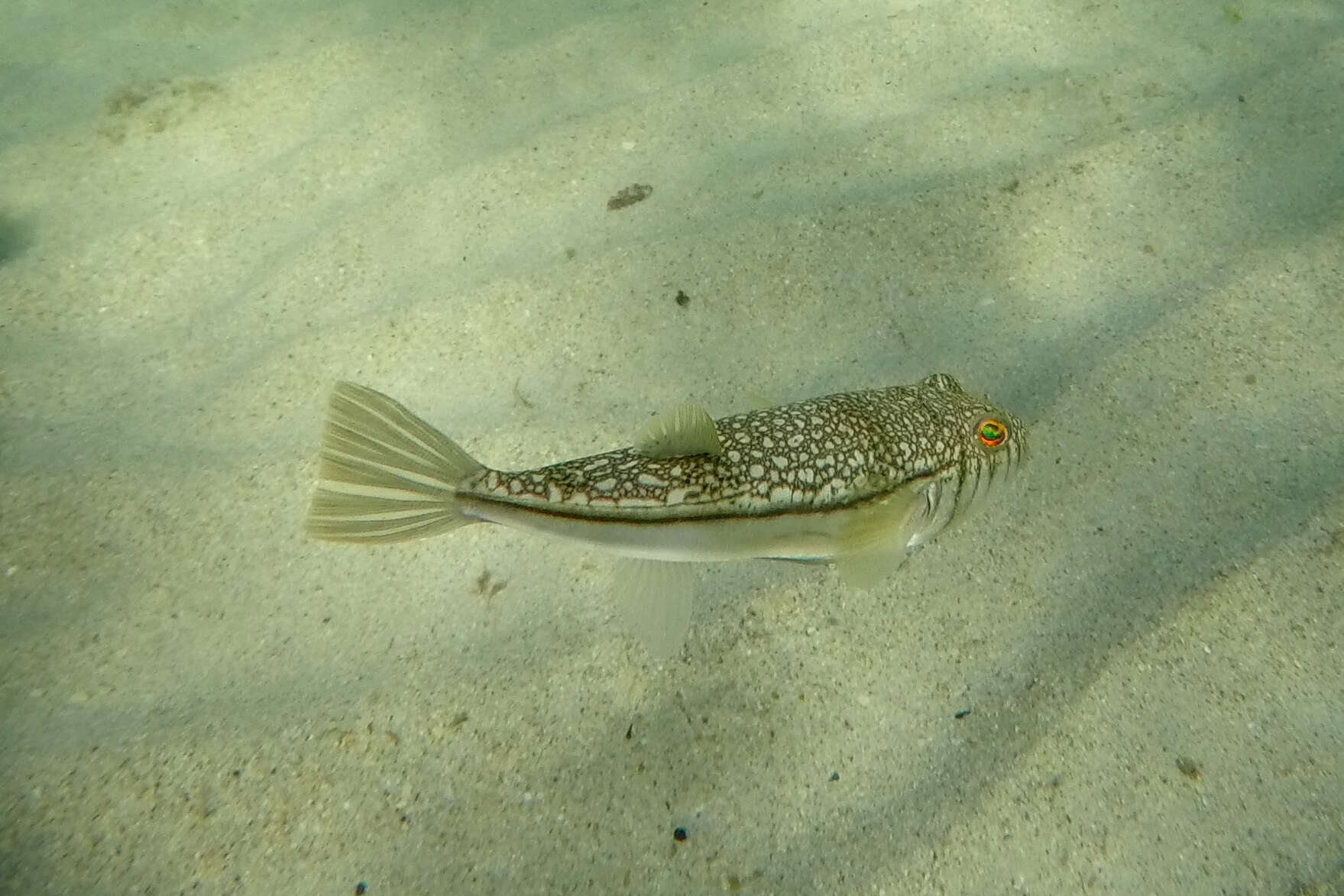 Image of Banded Toadfish