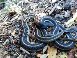 Imagem de Thamnophis cyrtopsis collaris (Jan 1863)