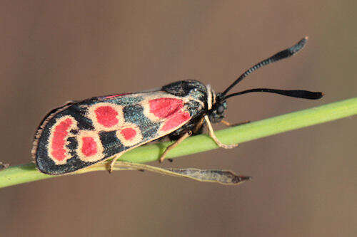 Image of Zygaena carniolica suavis Burgeff 1926