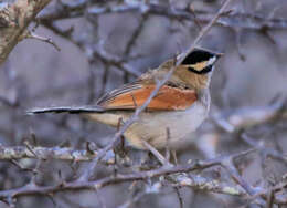 Image of Black-crowned Tchagra