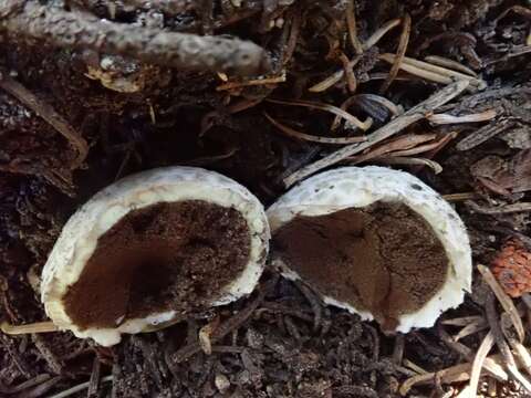 Imagem de Lycoperdon subcretaceum (Zeller) Jeppson & E. Larss. 2010